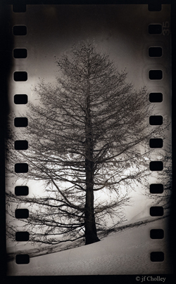 72bel arbre seul avec son halo.jpg - Argentique sulfuré avec appareil modfié